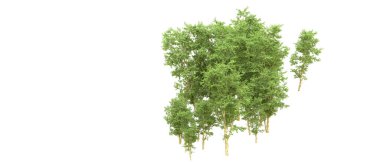 Yeşil orman ıssız. Afişler ve afişler için kullanışlı. 3d oluşturma.