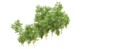 Yeşil orman ıssız. Afişler ve afişler için kullanışlı. 3d oluşturma.