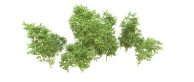 Yeşil orman ıssız. Afişler ve afişler için kullanışlı. 3d oluşturma.