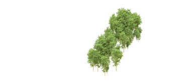 Yeşil orman ıssız. Afişler ve afişler için kullanışlı. 3d oluşturma.