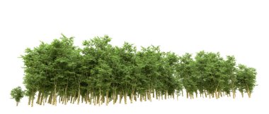 Yeşil orman ıssız. Afişler ve afişler için kullanışlı. 3d oluşturma.