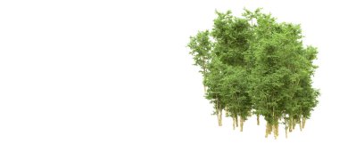 Yeşil orman ıssız. Afişler ve afişler için kullanışlı. 3d oluşturma.