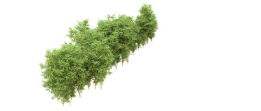 Yeşil orman ıssız. Afişler ve afişler için kullanışlı. 3d oluşturma.