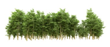 Yeşil orman ıssız. Afişler ve afişler için kullanışlı. 3d oluşturma.