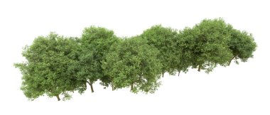 Yeşil orman ıssız. Afişler ve afişler için kullanışlı. 3d oluşturma.