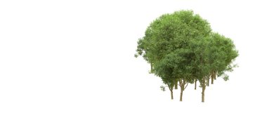 Yeşil orman ıssız. Afişler ve afişler için kullanışlı. 3d oluşturma.