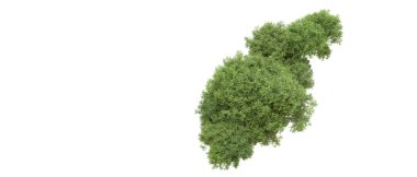 Yeşil orman ıssız. Afişler ve afişler için kullanışlı. 3d oluşturma.
