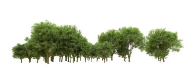 Yeşil orman ıssız. Afişler ve afişler için kullanışlı. 3d oluşturma.