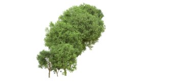 Yeşil orman ıssız. Afişler ve afişler için kullanışlı. 3d oluşturma.