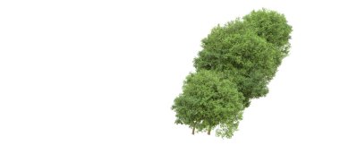 Yeşil orman ıssız. Afişler ve afişler için kullanışlı. 3d oluşturma.