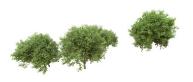 Yeşil orman ıssız. Afişler ve afişler için kullanışlı. 3d oluşturma.