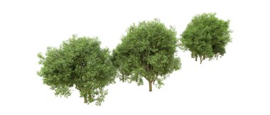 Yeşil orman ıssız. Afişler ve afişler için kullanışlı. 3d oluşturma.