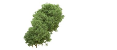 Yeşil orman ıssız. Afişler ve afişler için kullanışlı. 3d oluşturma.