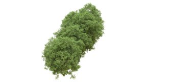 Yeşil orman ıssız. Afişler ve afişler için kullanışlı. 3d oluşturma.