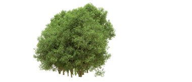 Yeşil orman ıssız. Afişler ve afişler için kullanışlı. 3d oluşturma.