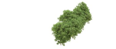 Yeşil orman ıssız. Afişler ve afişler için kullanışlı. 3d oluşturma.