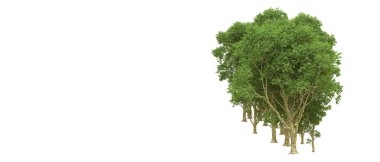 Yeşil orman ıssız. Afişler ve afişler için kullanışlı. 3d oluşturma.