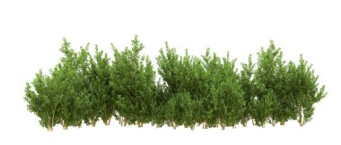 Yeşil orman ıssız. Afişler ve afişler için kullanışlı. 3d oluşturma.