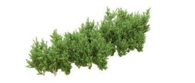 Yeşil orman ıssız. Afişler ve afişler için kullanışlı. 3d oluşturma.