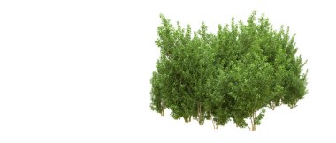 Yeşil orman ıssız. Afişler ve afişler için kullanışlı. 3d oluşturma.