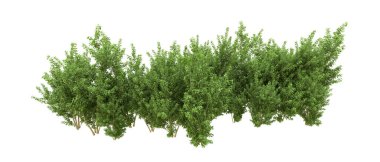 Yeşil orman ıssız. Afişler ve afişler için kullanışlı. 3d oluşturma.