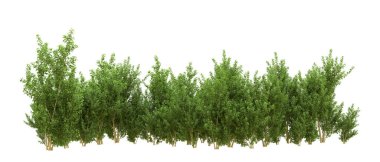 Yeşil orman ıssız. Afişler ve afişler için kullanışlı. 3d oluşturma.