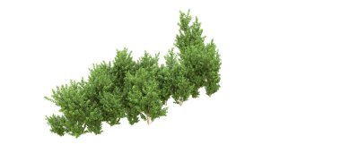 Yeşil orman ıssız. Afişler ve afişler için kullanışlı. 3d oluşturma.