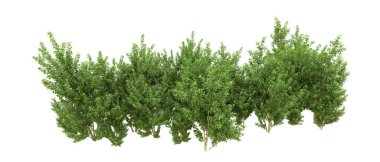 Yeşil orman ıssız. Afişler ve afişler için kullanışlı. 3d oluşturma.