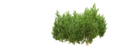 Yeşil orman ıssız. Afişler ve afişler için kullanışlı. 3d oluşturma.