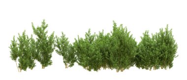 Yeşil orman ıssız. Afişler ve afişler için kullanışlı. 3d oluşturma.