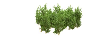 Yeşil orman ıssız. Afişler ve afişler için kullanışlı. 3d oluşturma.