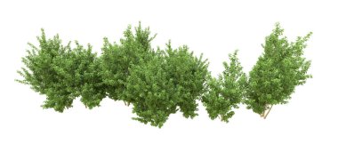 Yeşil orman ıssız. Afişler ve afişler için kullanışlı. 3d oluşturma.