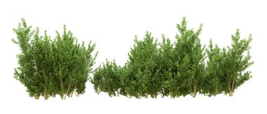 Yeşil orman ıssız. Afişler ve afişler için kullanışlı. 3d oluşturma.