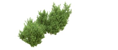 Yeşil orman ıssız. Afişler ve afişler için kullanışlı. 3d oluşturma.