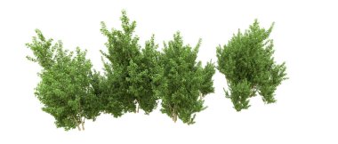 Yeşil orman ıssız. Afişler ve afişler için kullanışlı. 3d oluşturma.