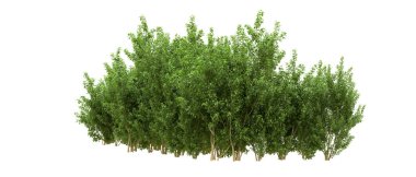 Yeşil orman ıssız. Afişler ve afişler için kullanışlı. 3d oluşturma.