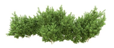 Yeşil orman ıssız. Afişler ve afişler için kullanışlı. 3d oluşturma.