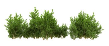 Yeşil orman ıssız. Afişler ve afişler için kullanışlı. 3d oluşturma.