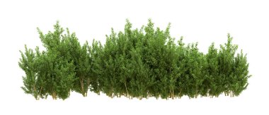 Yeşil orman ıssız. Afişler ve afişler için kullanışlı. 3d oluşturma.