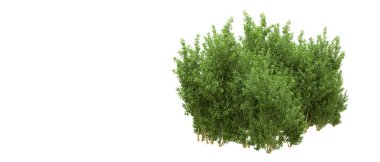 Yeşil orman ıssız. Afişler ve afişler için kullanışlı. 3d oluşturma.