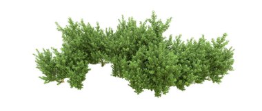 Yeşil orman ıssız. Afişler ve afişler için kullanışlı. 3d oluşturma.