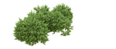 Yeşil orman ıssız. Afişler ve afişler için kullanışlı. 3d oluşturma.