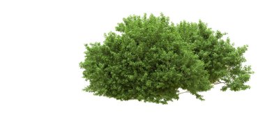 Yeşil orman ıssız. Afişler ve afişler için kullanışlı. 3d oluşturma.