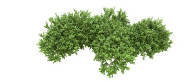 Yeşil orman ıssız. Afişler ve afişler için kullanışlı. 3d oluşturma.