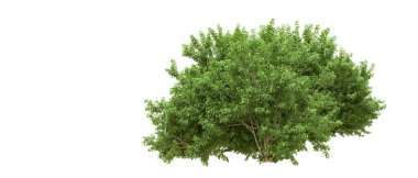 Yeşil orman ıssız. Afişler ve afişler için kullanışlı. 3d oluşturma.