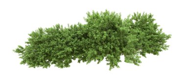 Yeşil orman ıssız. Afişler ve afişler için kullanışlı. 3d oluşturma.