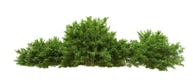 Yeşil orman ıssız. Afişler ve afişler için kullanışlı. 3d oluşturma.