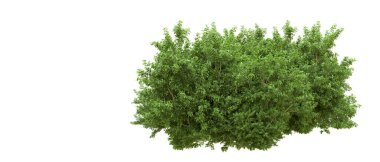 Yeşil orman ıssız. Afişler ve afişler için kullanışlı. 3d oluşturma.