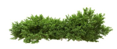 Yeşil orman ıssız. Afişler ve afişler için kullanışlı. 3d oluşturma.