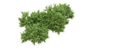 Yeşil orman ıssız. Afişler ve afişler için kullanışlı. 3d oluşturma.